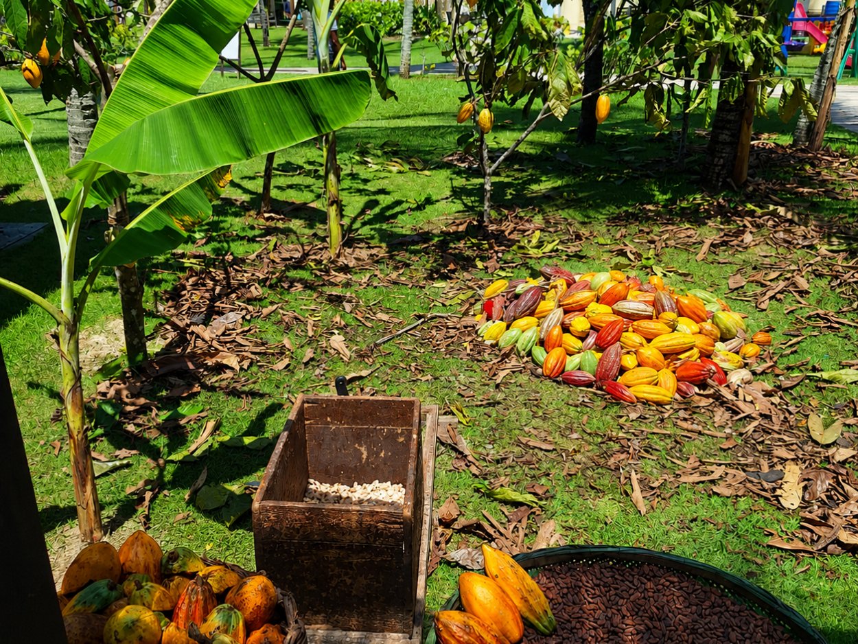 Cacau colhido a secar e cochos de fermentação em fazenda de cacau perto de Una